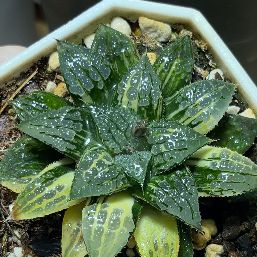 恭喜发财大吉大利583