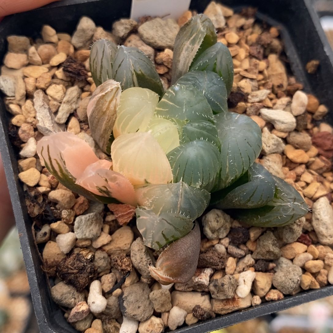 393号北极之光玉露锦