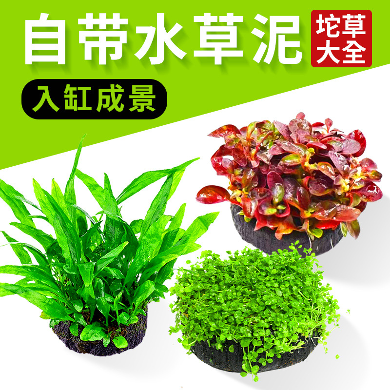 鱼缸水草大增氧阴性淡水新手懒人水榕造景培绿菊