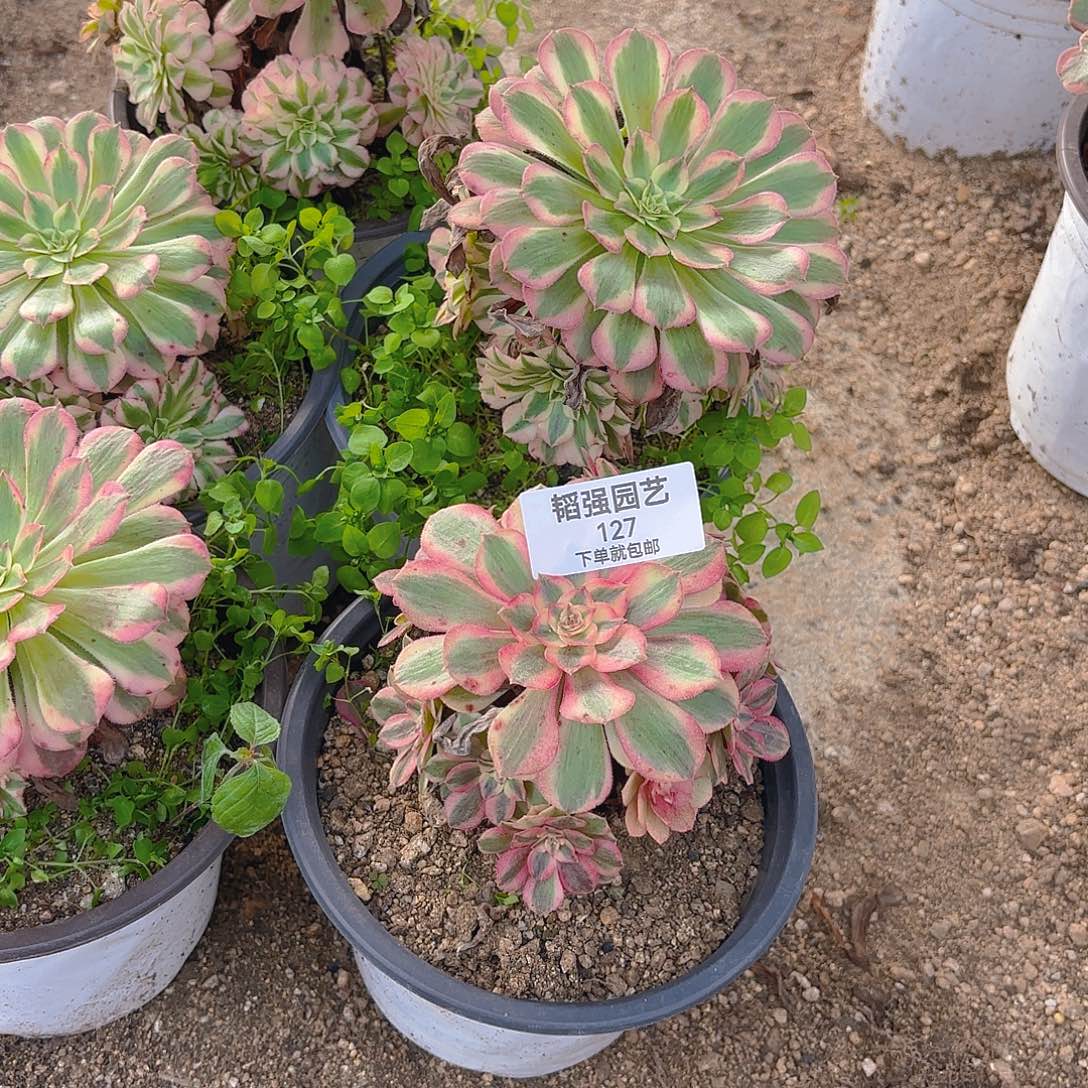 阳***花铜壶倾城多肉植物127