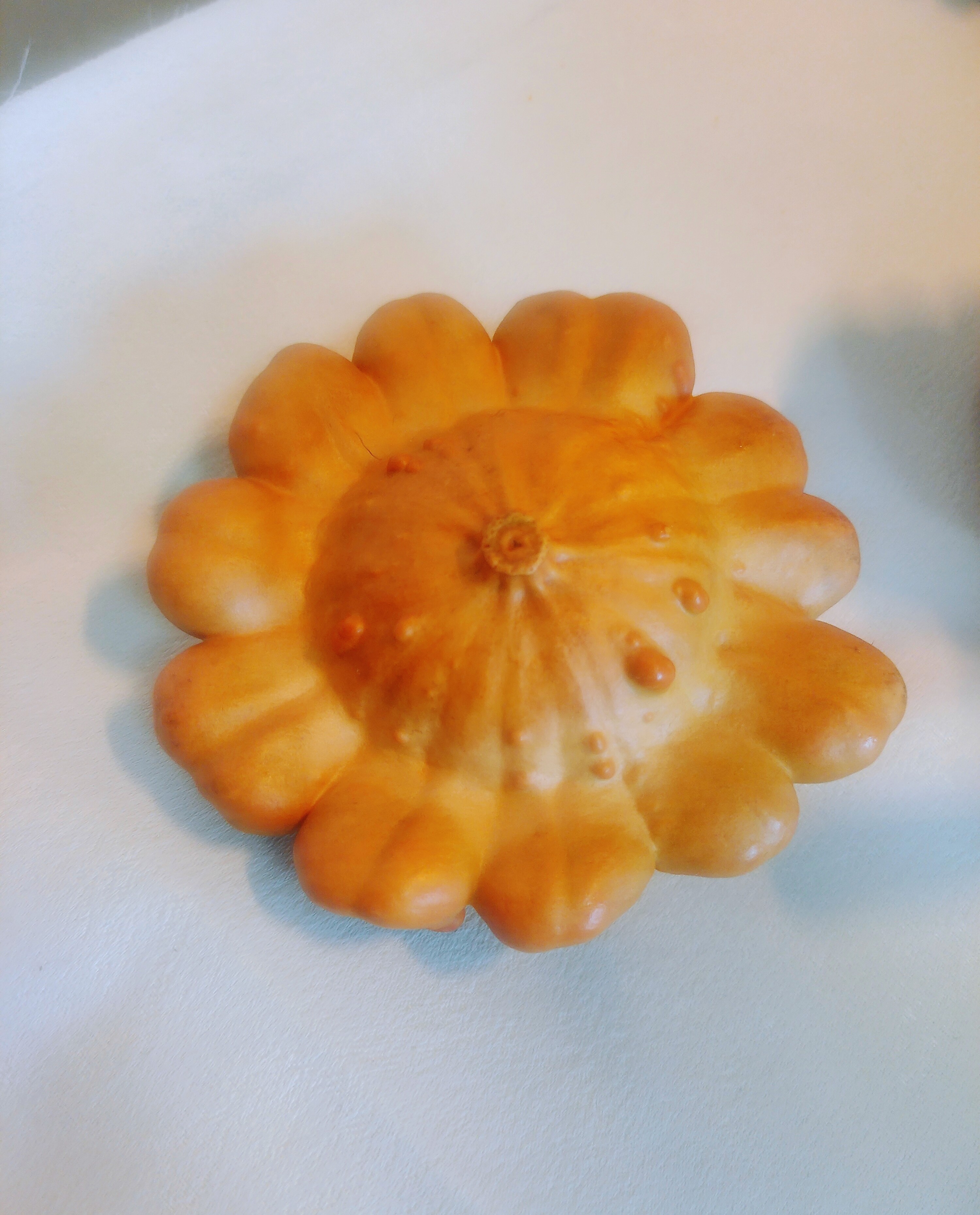 墨西哥葫芦太阳花