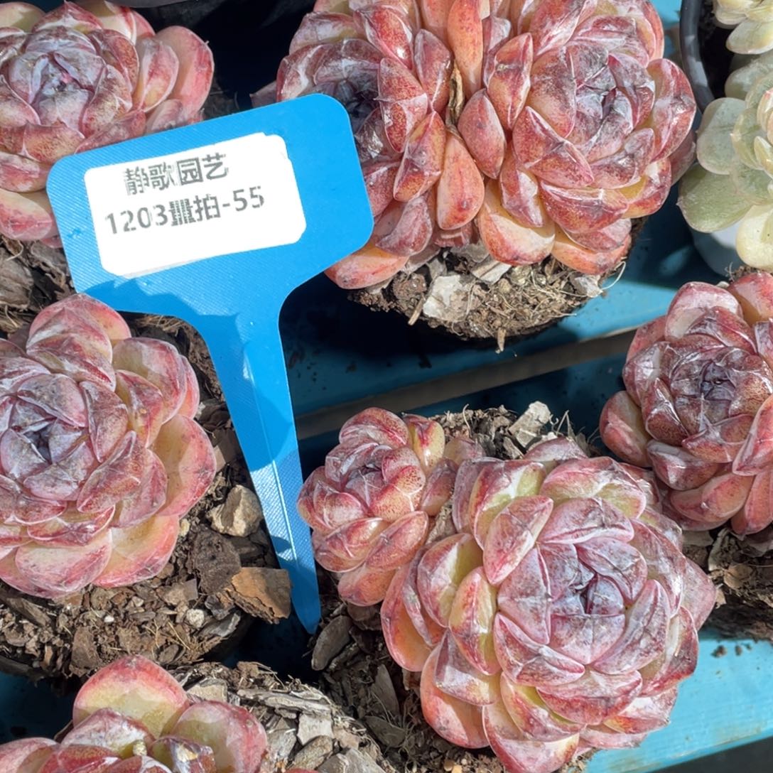 1203-55-糖心黑橙jl福利一颗