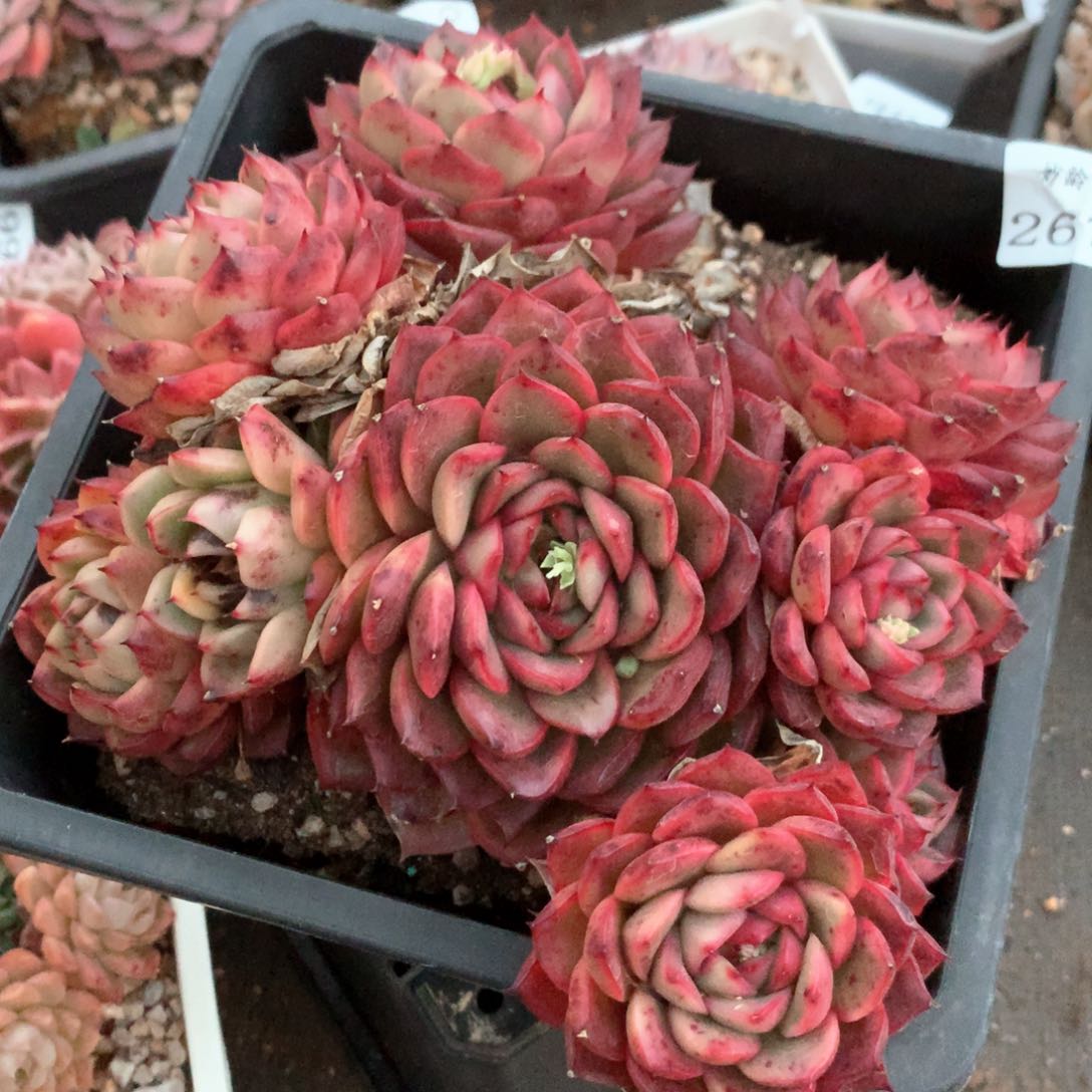 Z**…2672瑕疵不售后