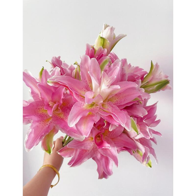 上海种业 红蜜糖重瓣香水百合（顺丰包邮）