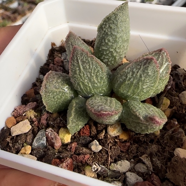 绿猪肝水泡多肉植物