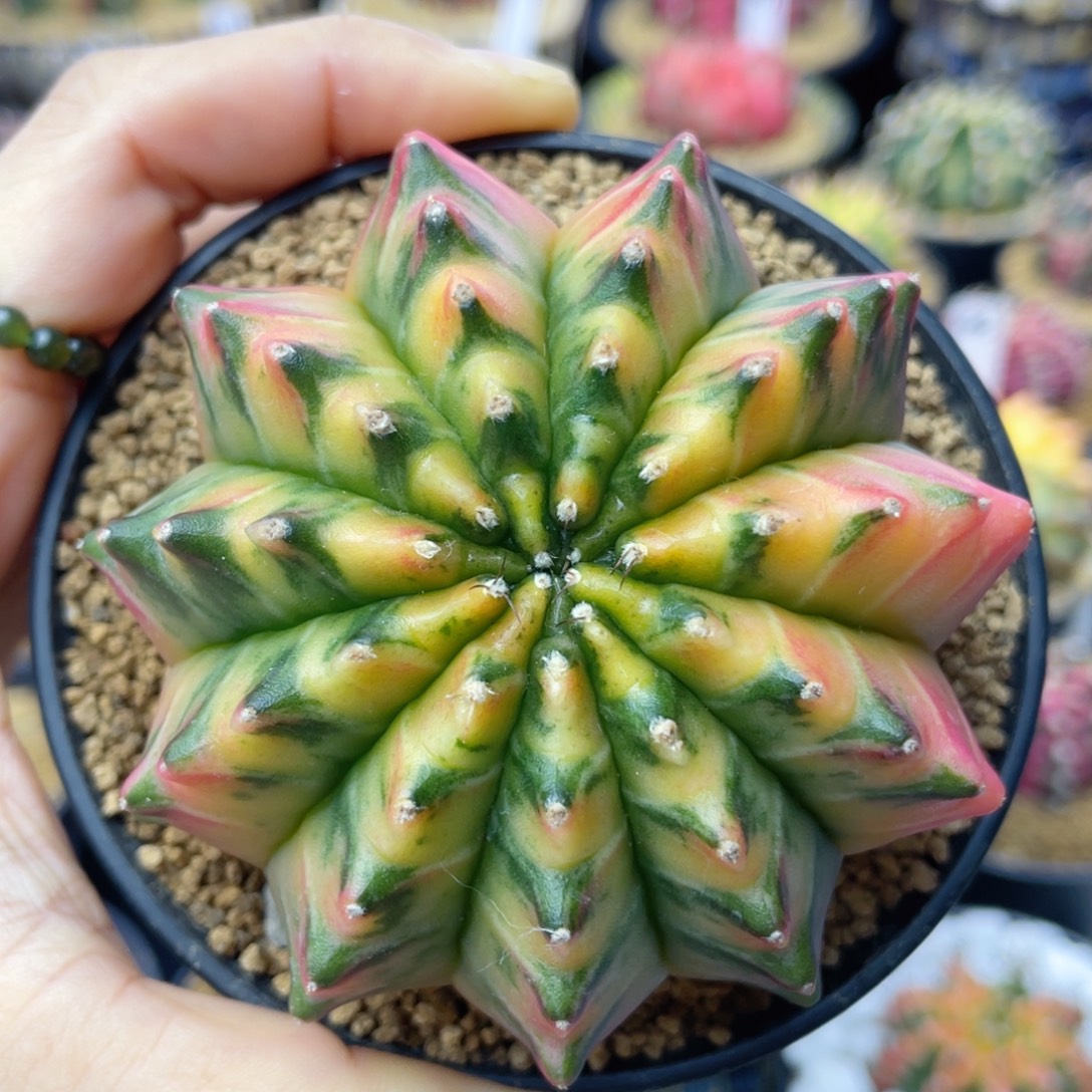 实生 膜锦 帅气哈哈哈