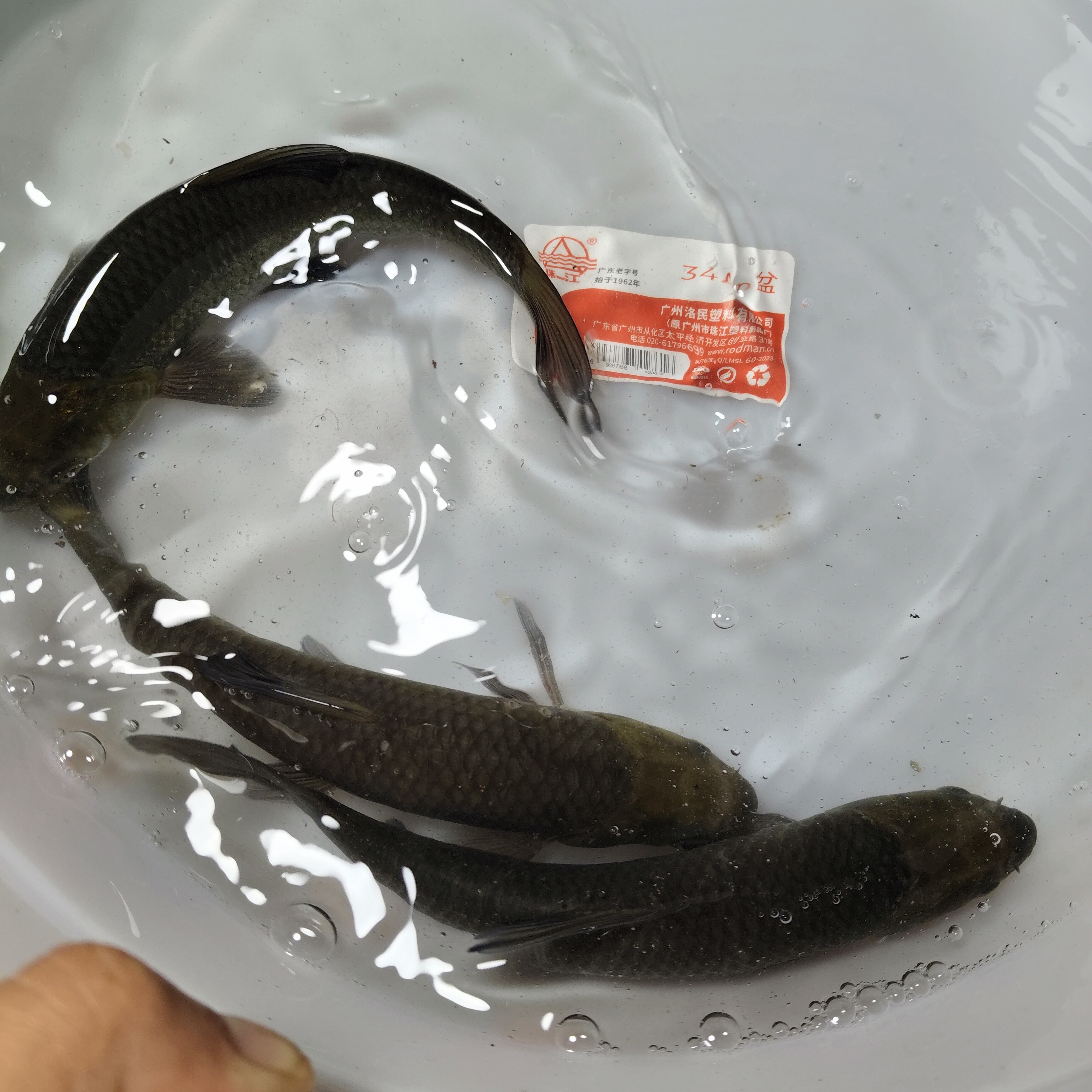 淡水鱼黑色青鱼螺丝青黑混子