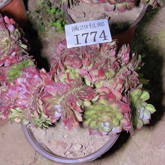 774抹茶坠多肉植物