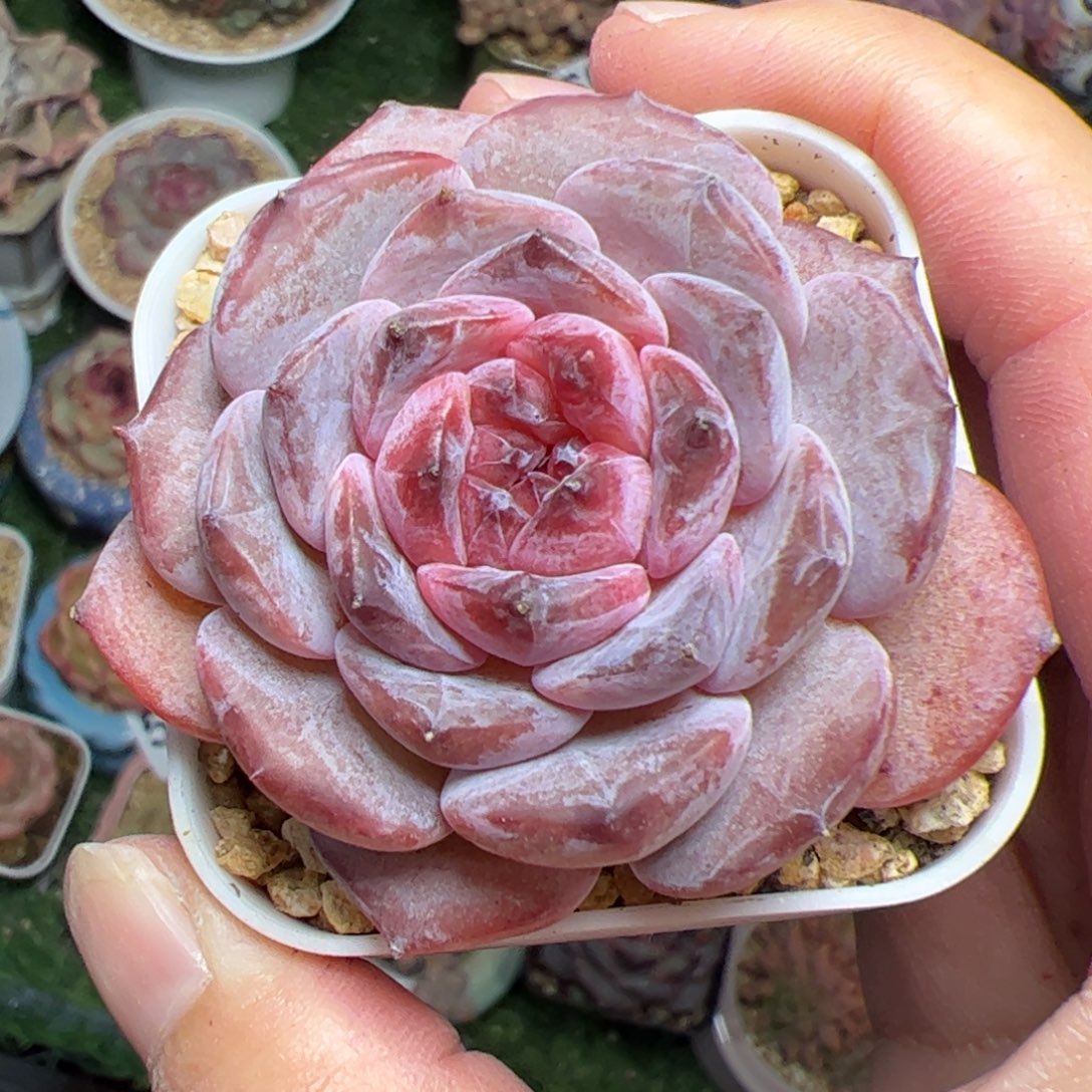 639夜宫多肉植物组合盆栽