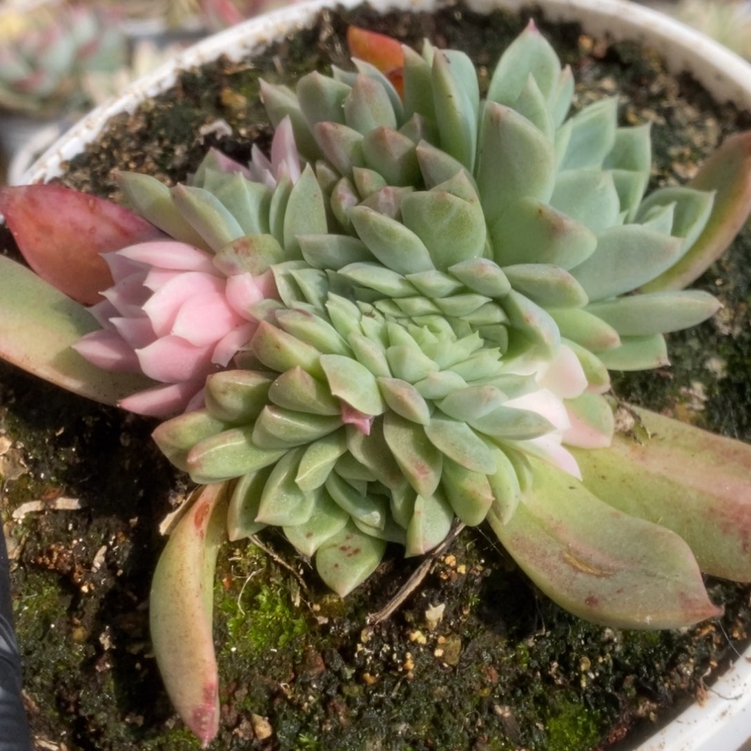 618胭脂扣锦锦锦锦锦