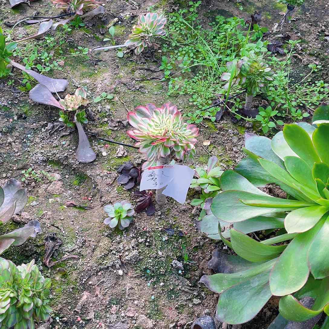 ?****y清晨缀化多肉小损不包