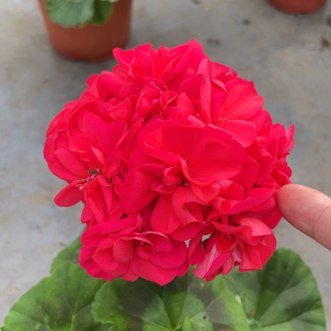 大部分花苞少量开放肯尼