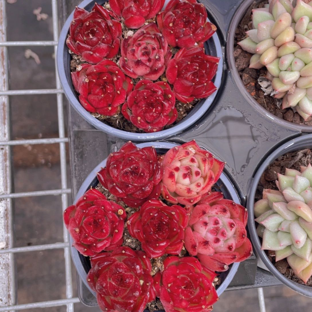 783号血罗组合7个