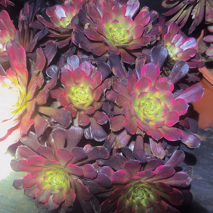 黑金刚捧花特价福利26