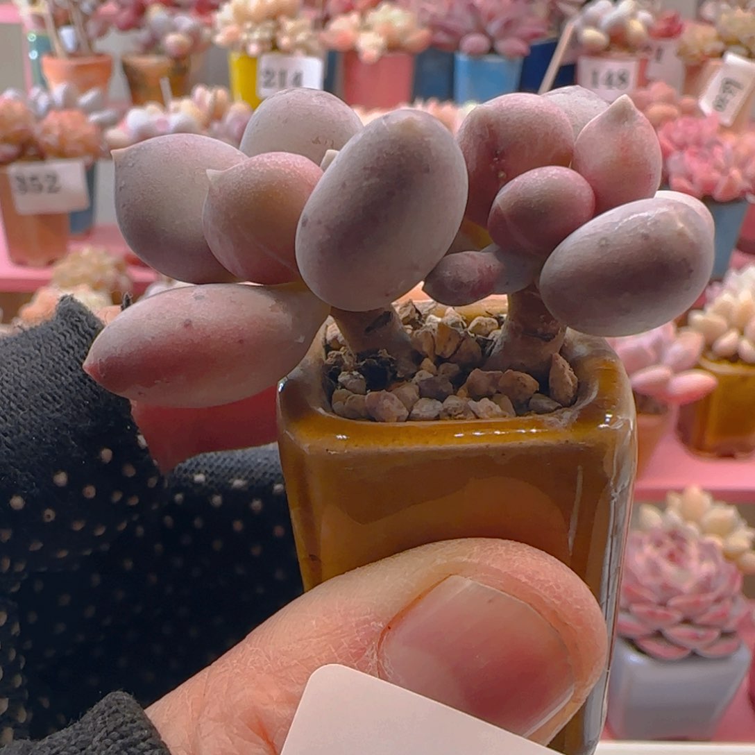 汉堡奶466 ，带盆土发货，满38包邮非偏远。