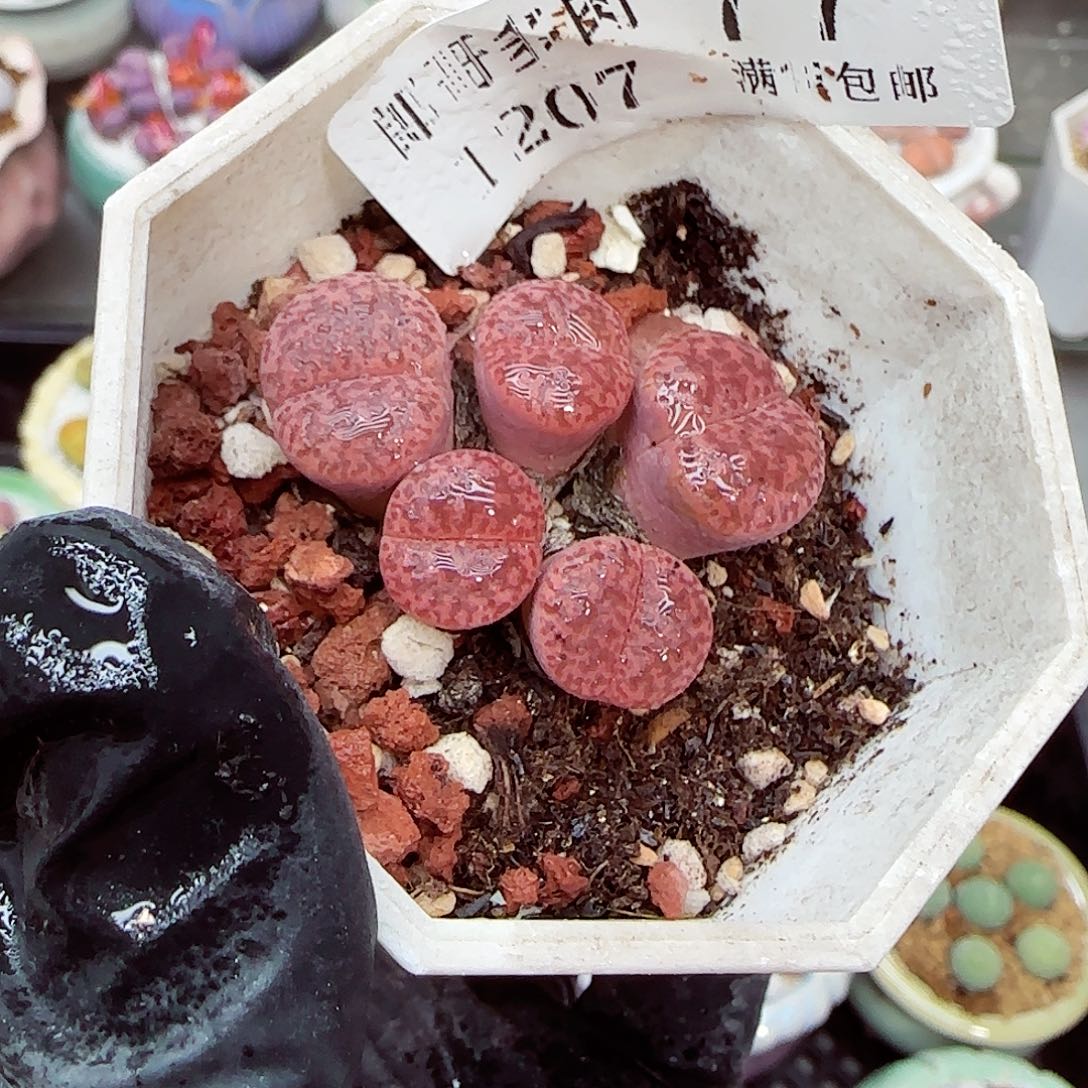 生石花满18包邮1207-77