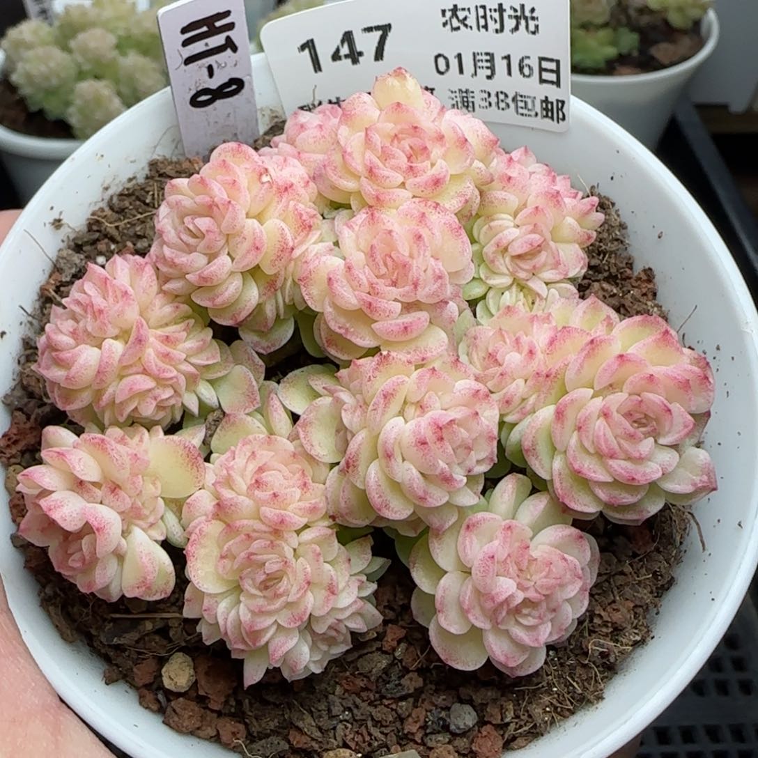 拾*°0116-147（HT-8）麦秆