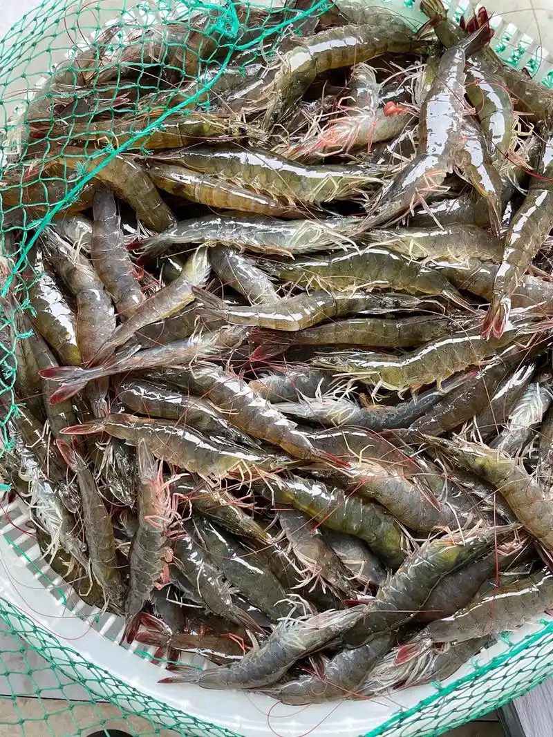 无品牌渤海湾盐汪虾