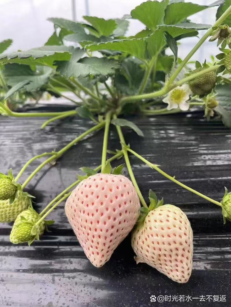 白色或者粉色一盆盆栽草莓苗