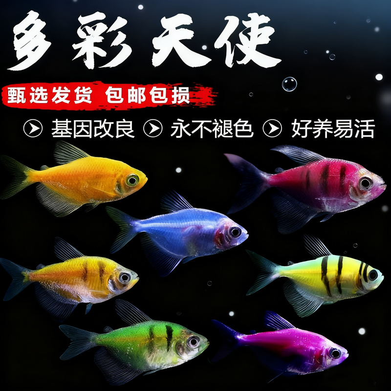 天使鱼七彩神仙鱼热带淡水观赏鱼不褪色群游斑马鱼可混养包邮