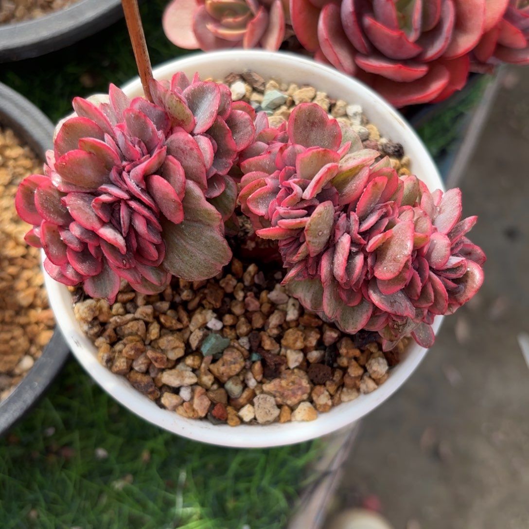 秀妍锦➕缀多肉888888888888