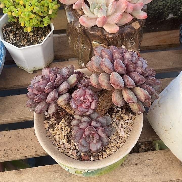 多肉植物肉肉植物