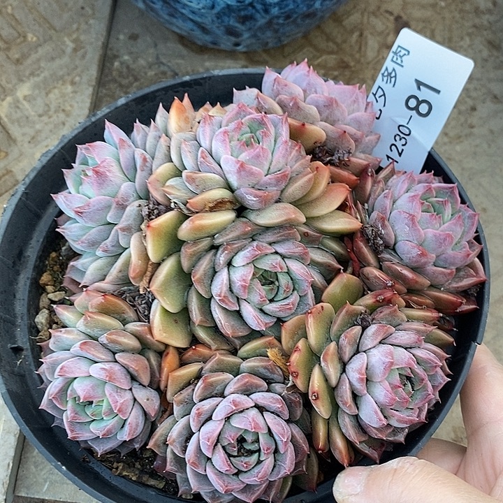 小七夕多肉不知名81