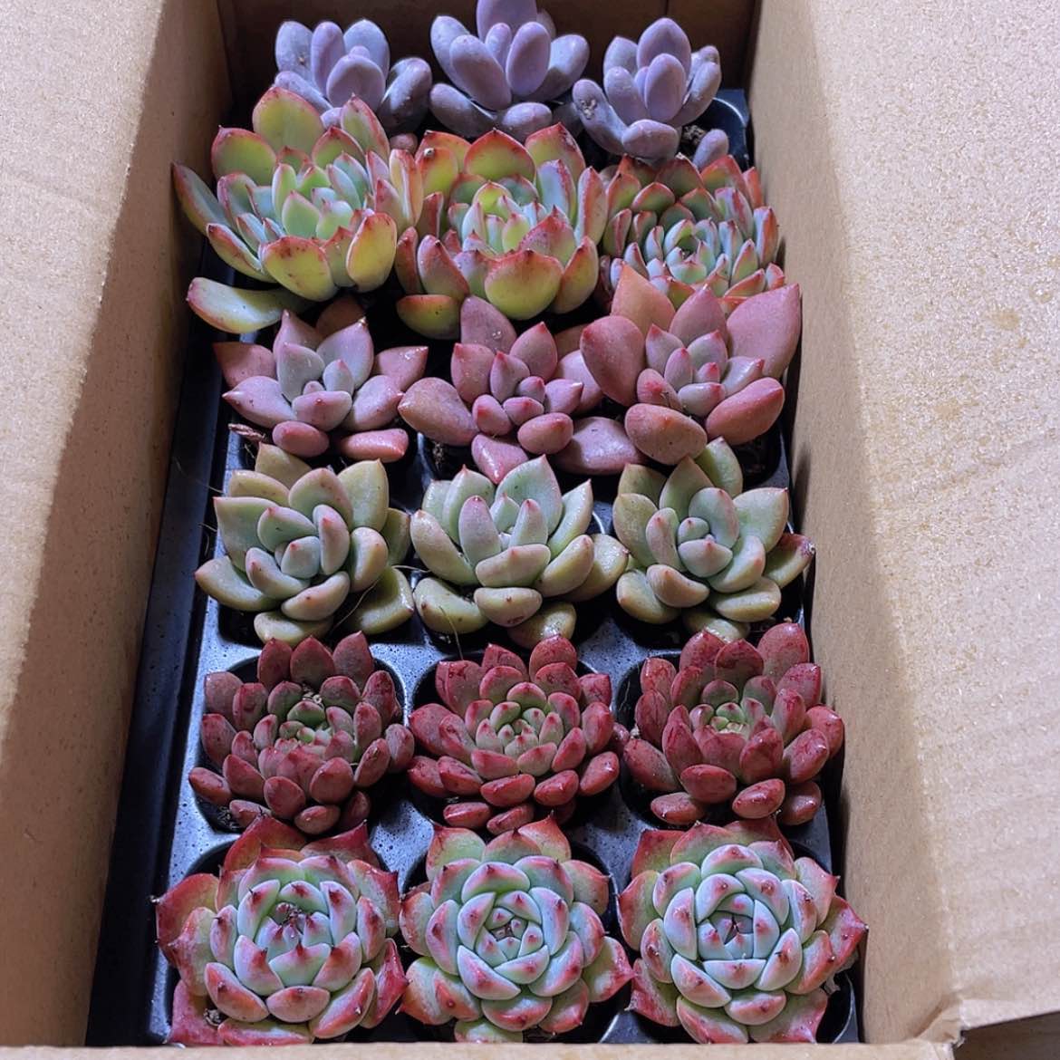 【闪购商品】18颗-153