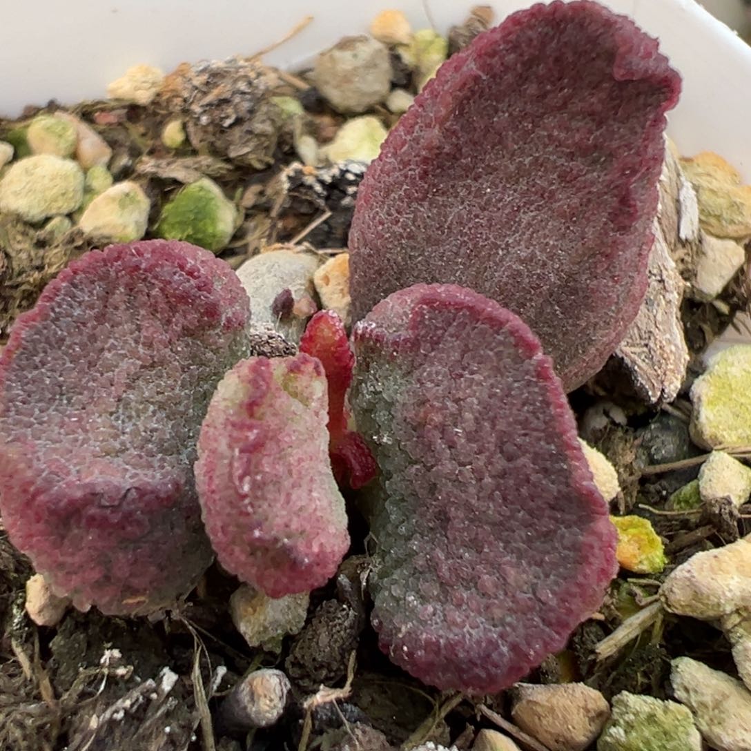 实生新品大苗多肉植物水泡