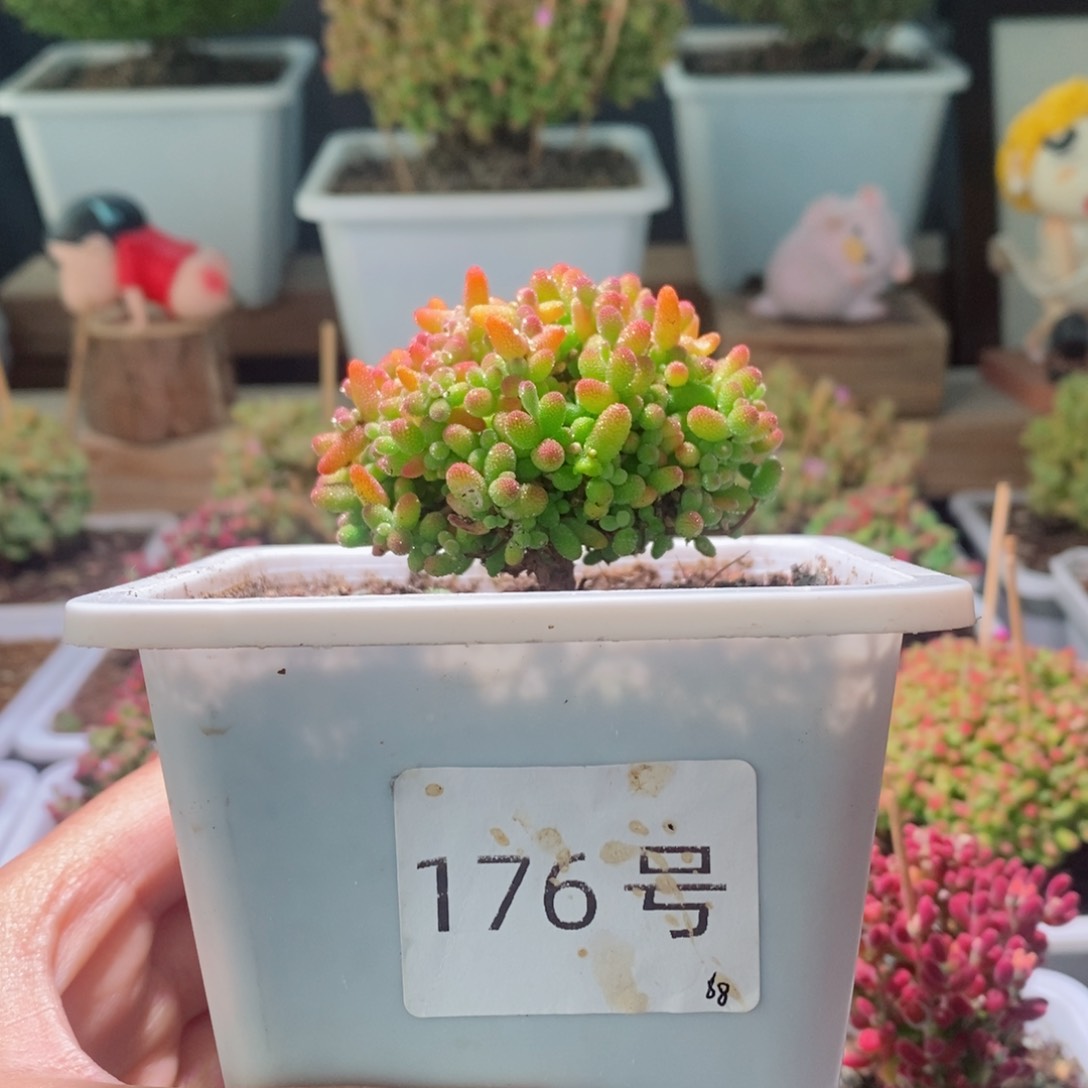 金桔带盆土发货一物一拍