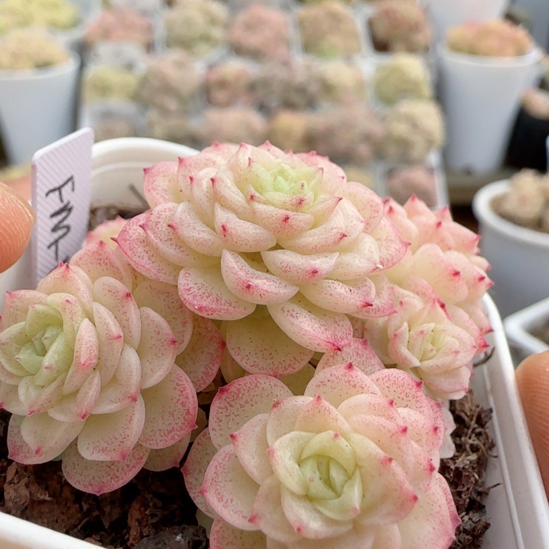 【闪购商品】0130-52（fm-152-2）