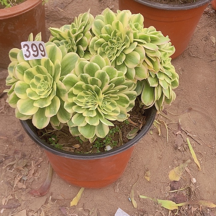 399迈巴赫缀小板子法师