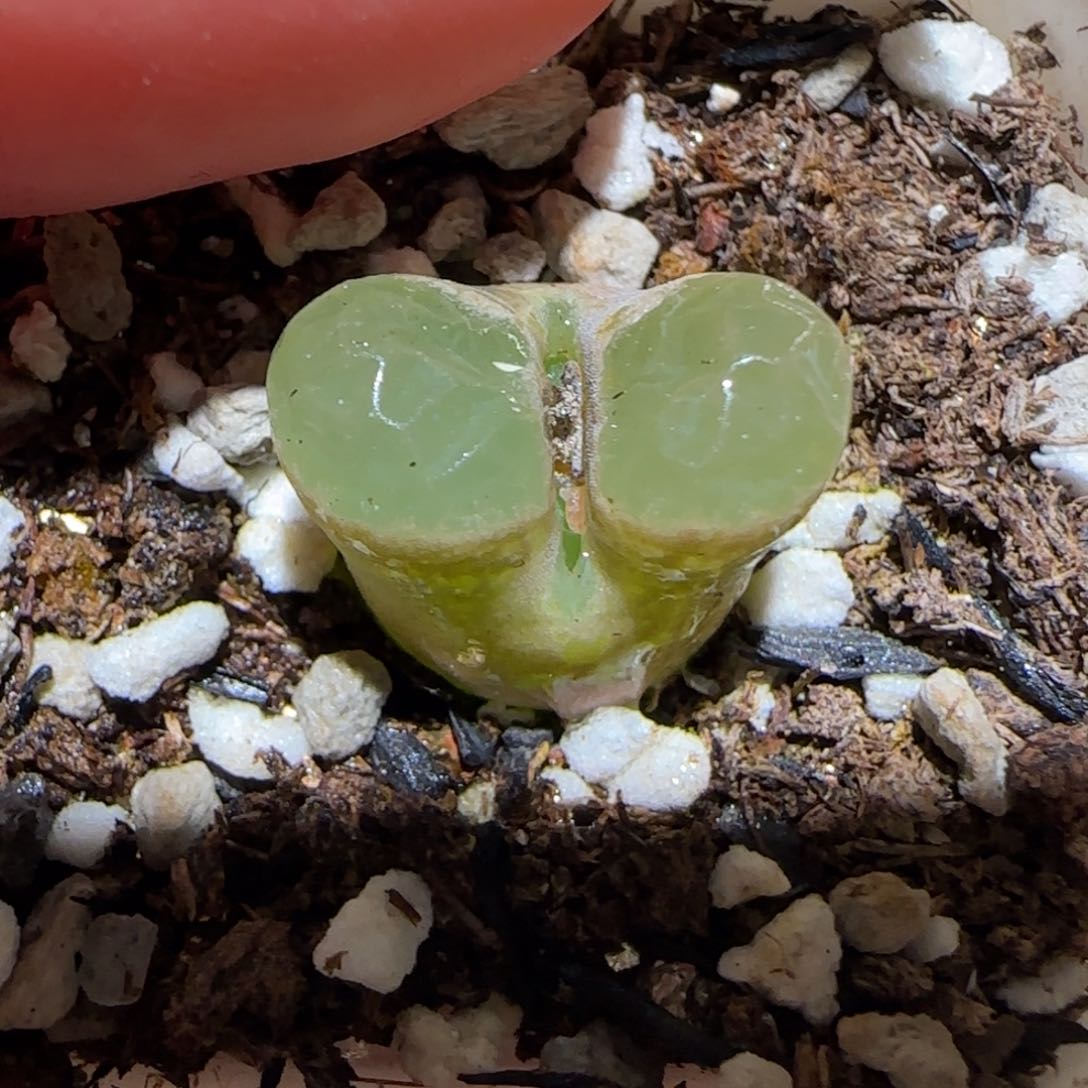 肉锥多肉植物百科-磁铁1372