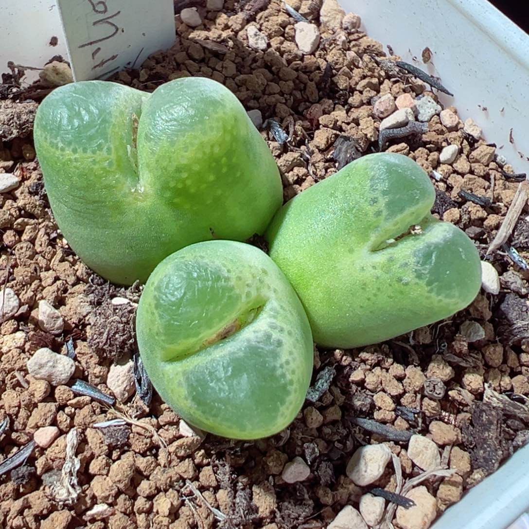 216-180多肉海豹多肉