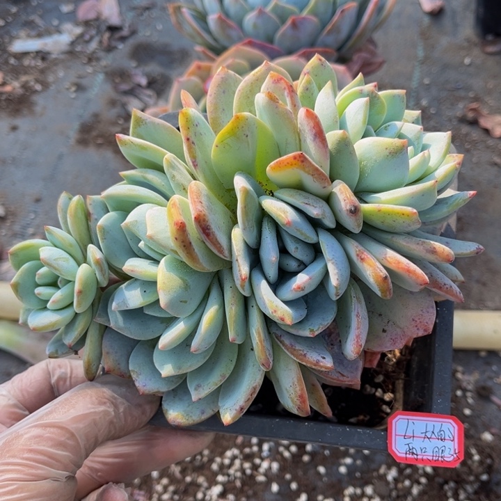 L****?凤橙一颗小群