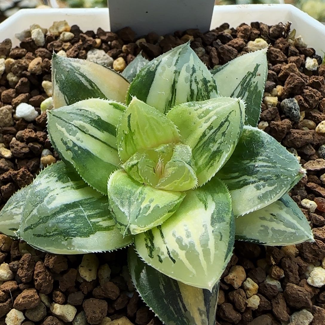 380号玉露寿锦一物一拍带盆土