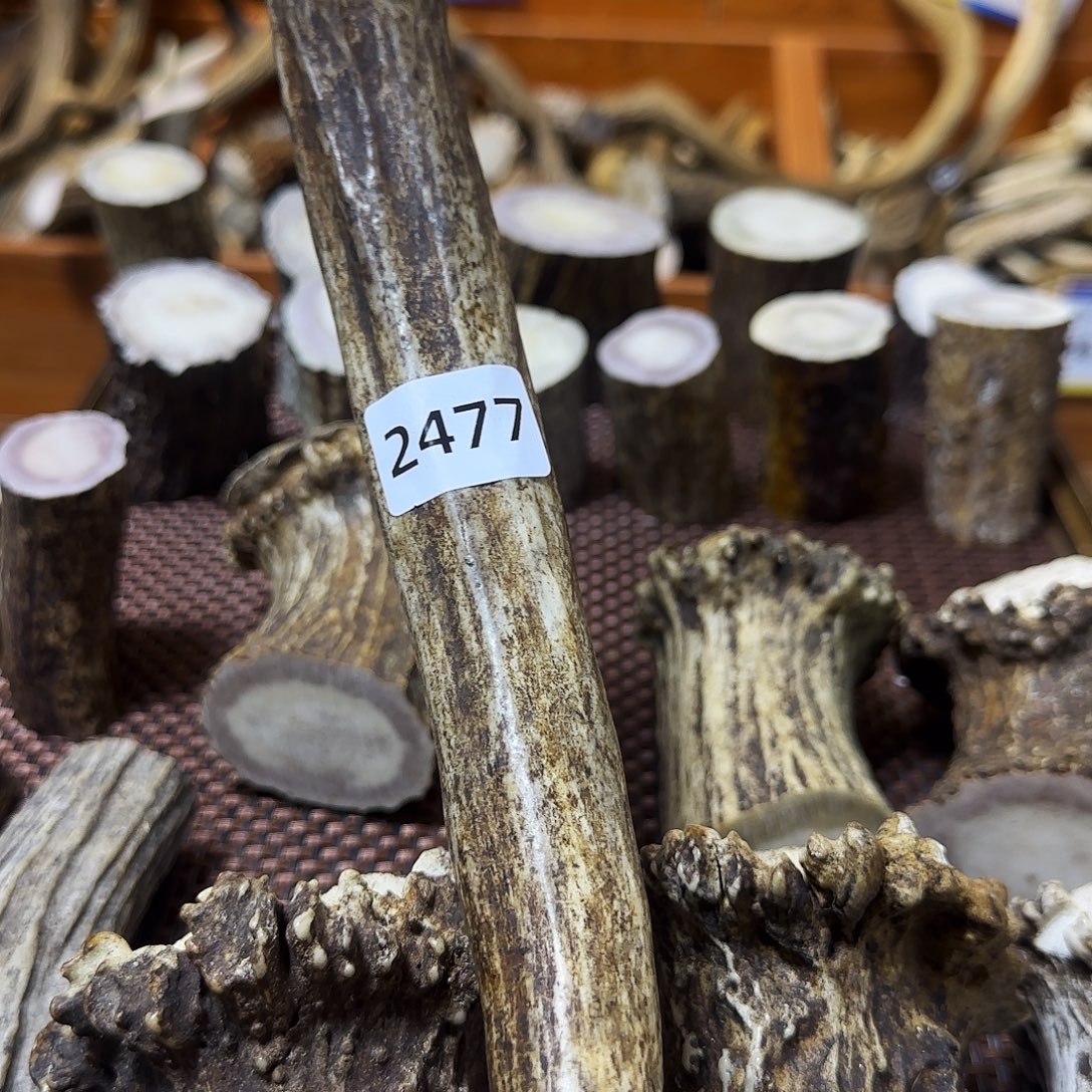 手串/手链鹿骨角尖2477