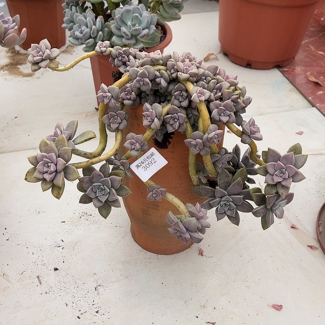 花***）3062太子妃多肉植物多肉