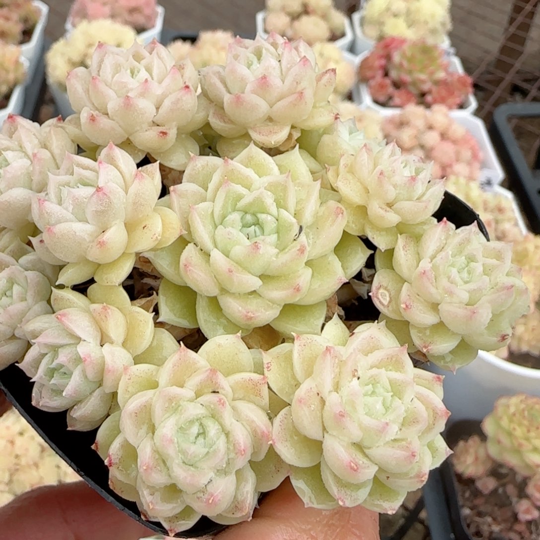 【闪购商品】0224-49优选麦杆
