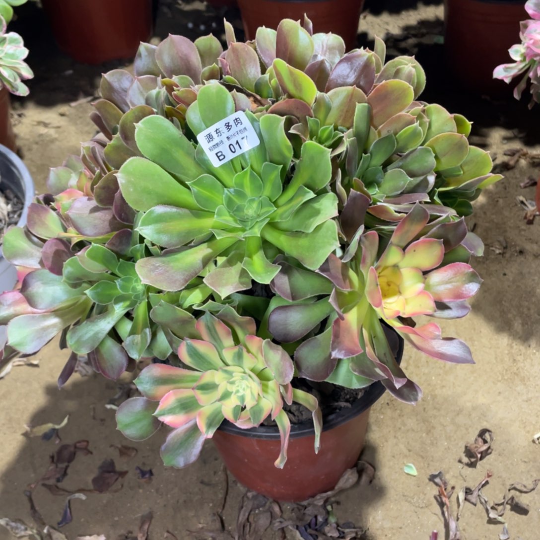 017韶秀七彩多肉法师断枝不包