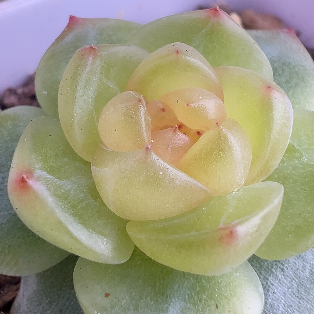 小花朵状态图参考 拍下也发
