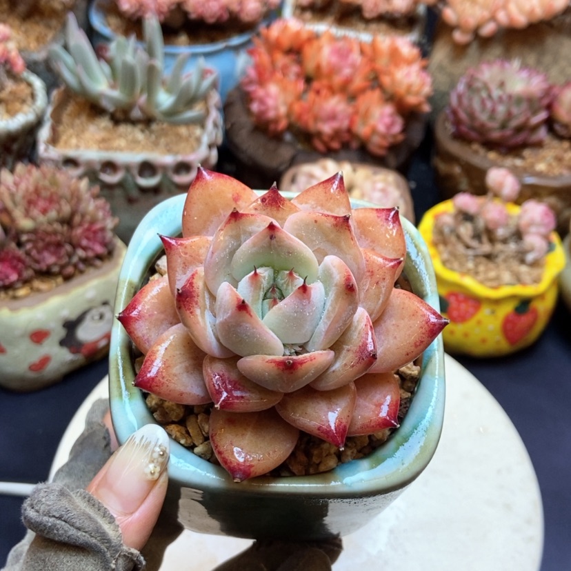 【闪购商品】卡杂单头