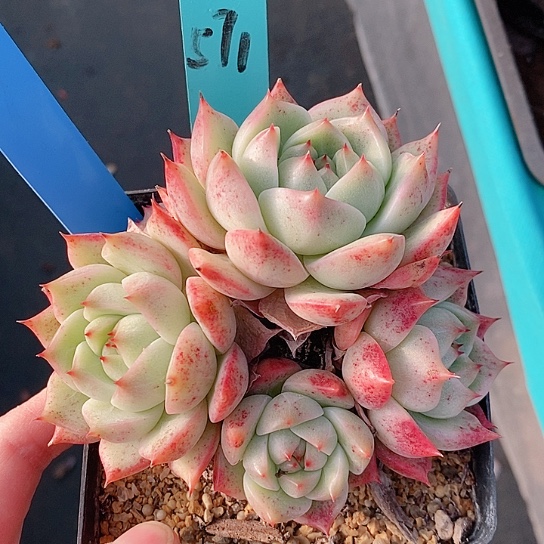 571多肉植物老桩