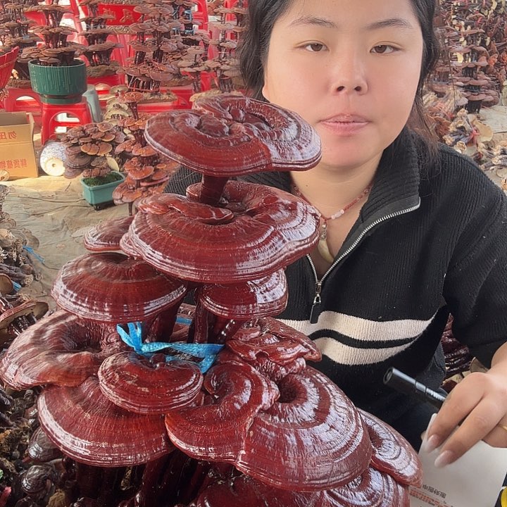 无花朵福*灵芝花开花