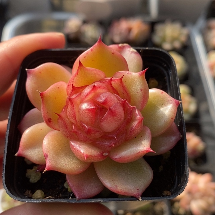 玉玲珑  多肉 12.6