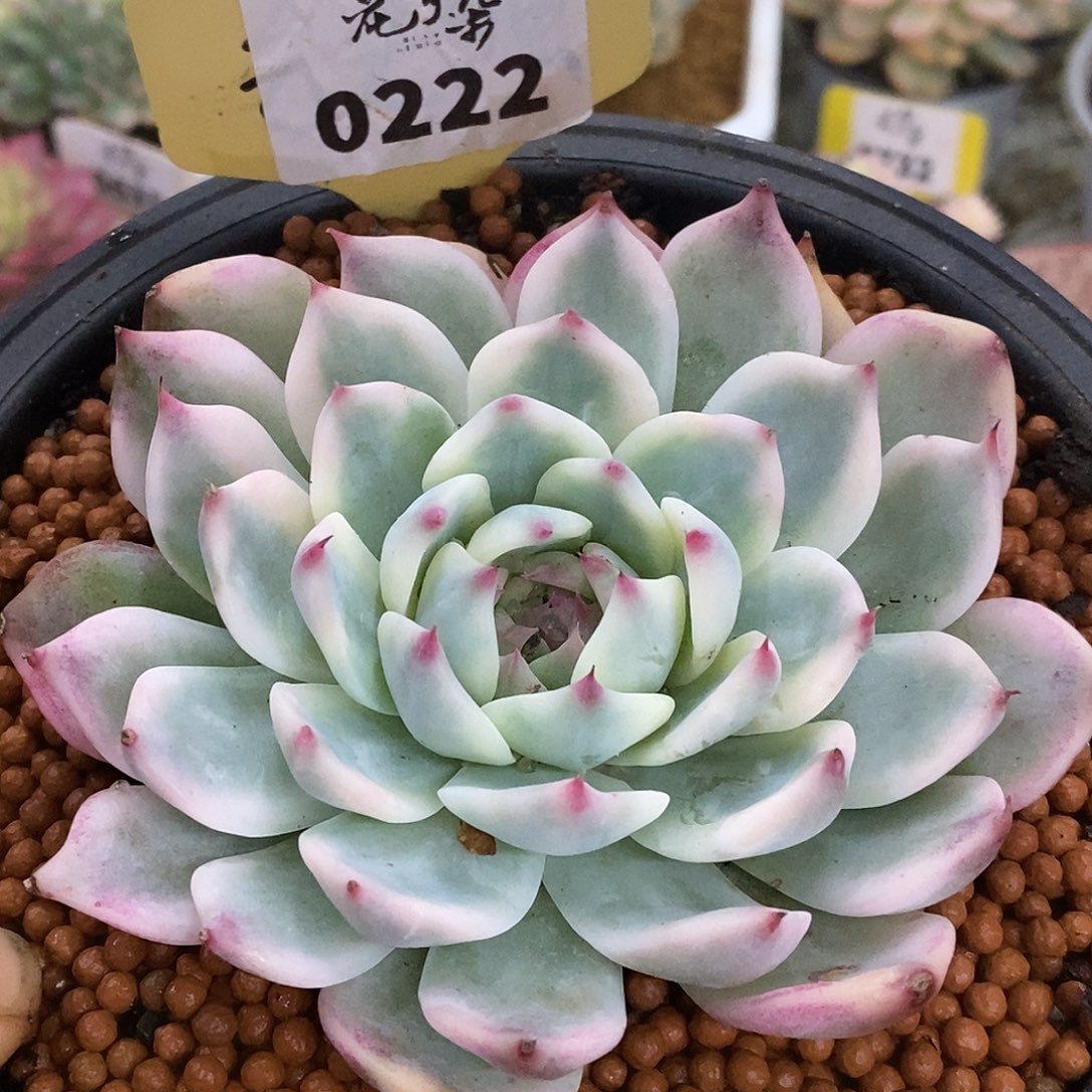 222娃娃哈哈哈哈哈哈哈