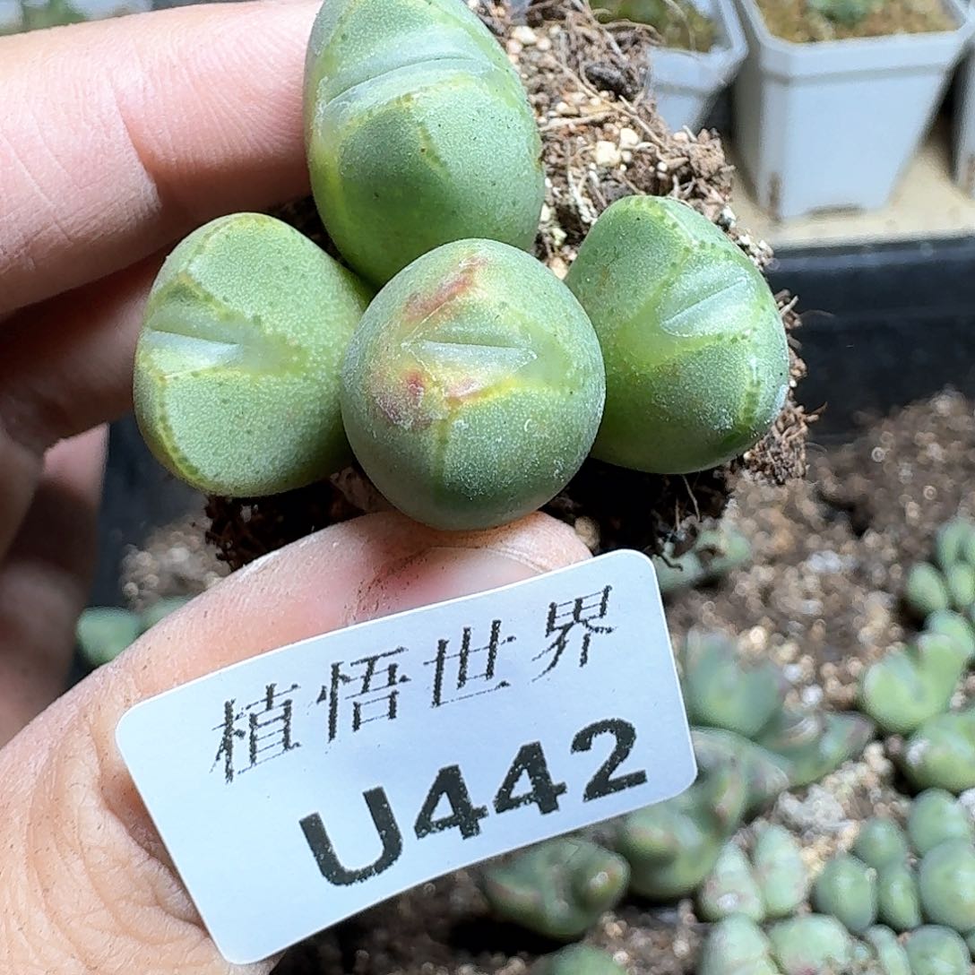 442号多肉植物哇f c
