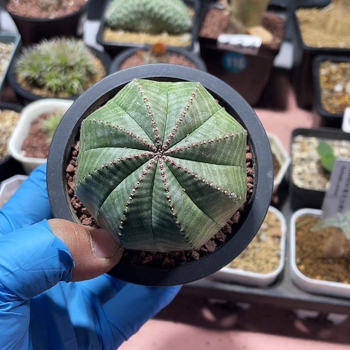 811实生大单头欧布