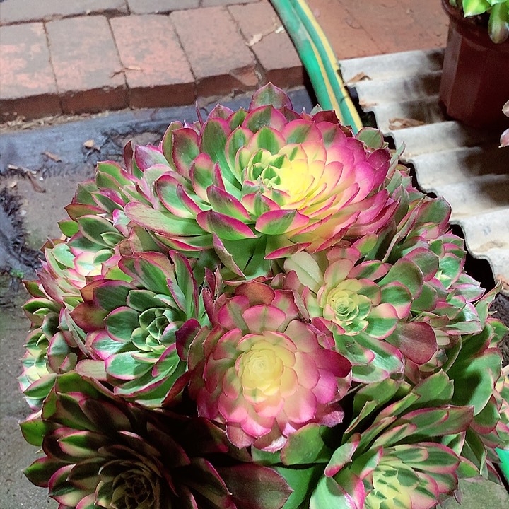 海王捧花，多肉植物