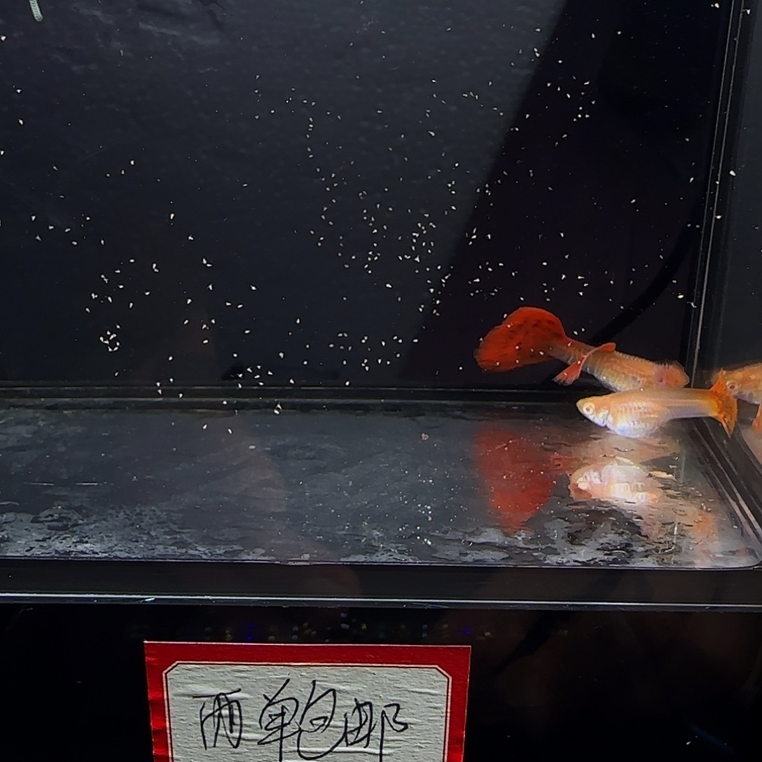 孔雀鱼蛇纹红尾一对